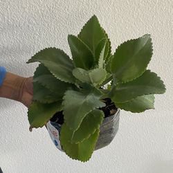 Mother Of Thousands Plants 