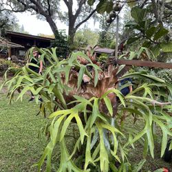 Huge Staghorn