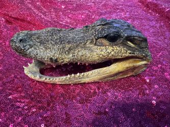 Crocodile Head Taxidermy 