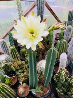 Cactus