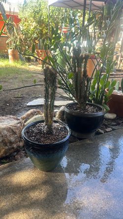 Cactus
