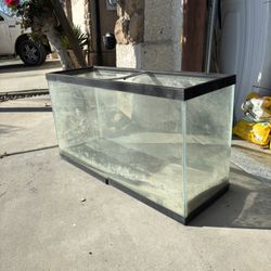 Fish Tank 