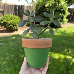 Small Jade Plant In Pot