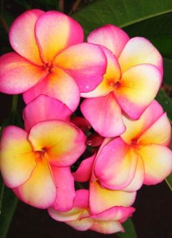 PLUMERIA CLASSIC ( JL BANANA BERRY ) 28 INCHES, TALL, 5 TIPS. FULLY ROOTED, CUTTING IN POT. JIM LITTLE CULTIVATOR.