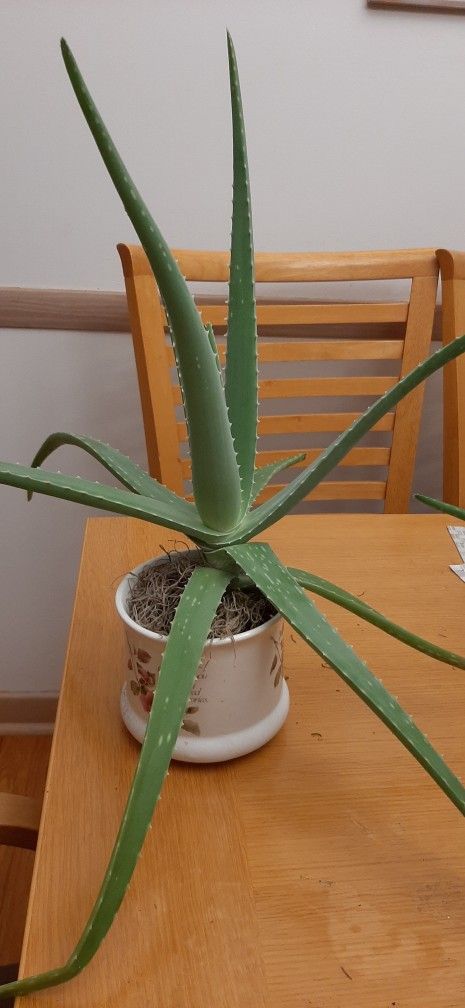 Potted Aloe Vera plant