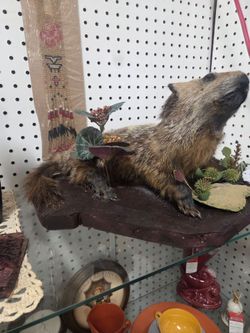 Taxidermy ground hog