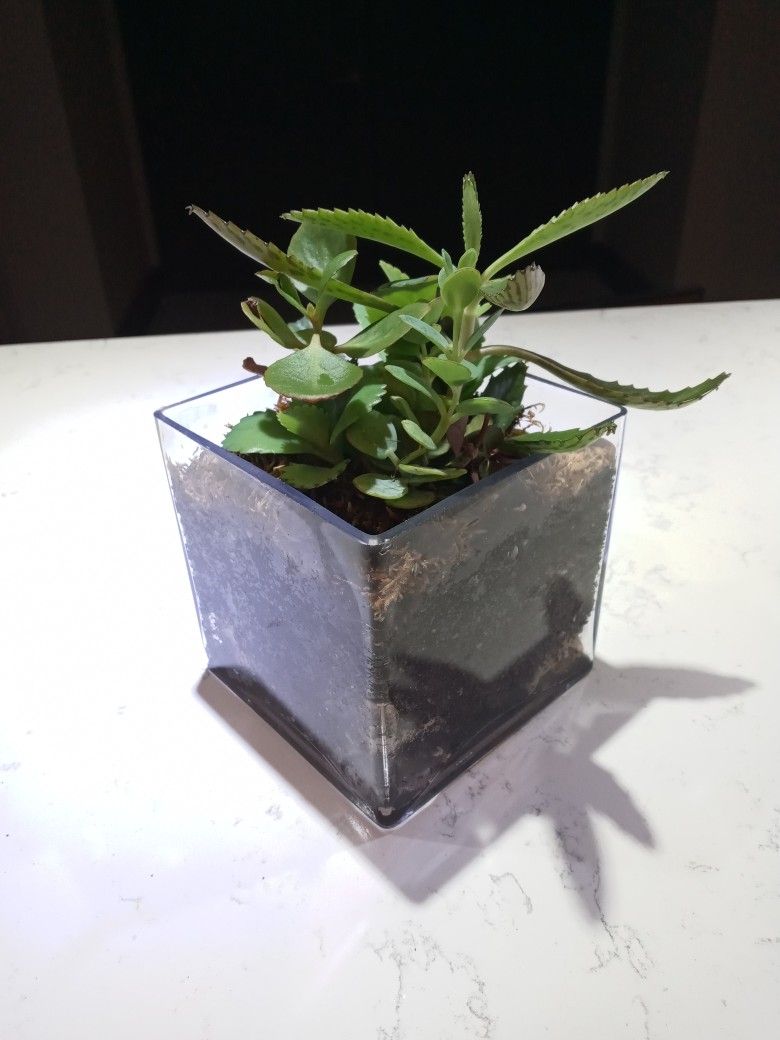 Succulent Centerpiece