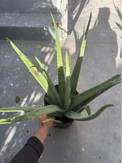 Sabila / Aloe Vera plant