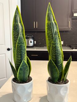 Snake Plants in White Ceramic Pots – Set of 2