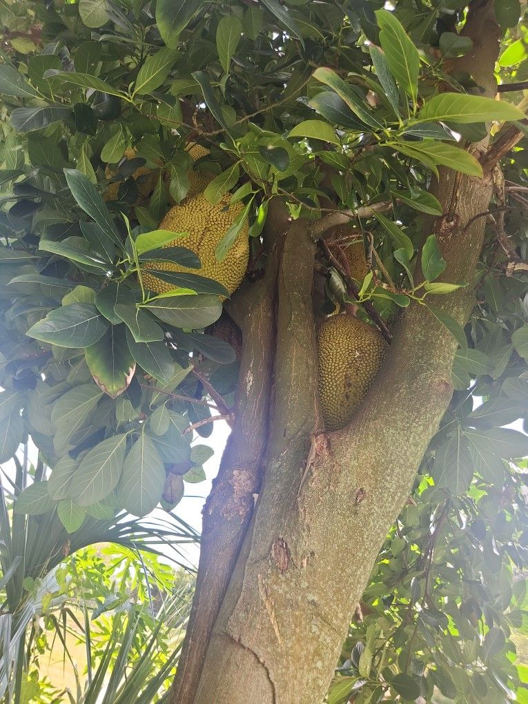 whole Jackfruit