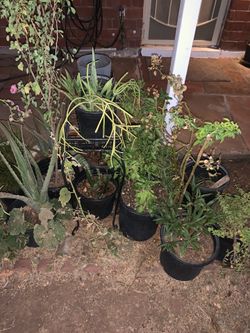 Fire Stick Hollyhocks Flowers Floral Elephant Food Moss Rose Snake Alcatraz basil and aloe Vera plants