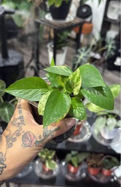 Marble queen pothos