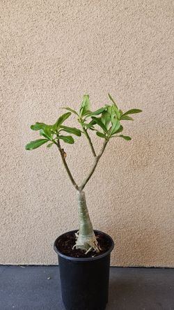 Desert Rose
