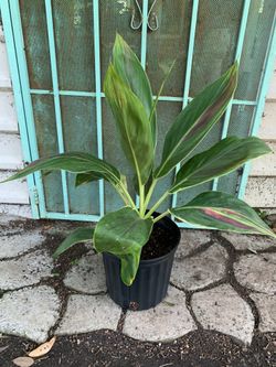 Cordyline fruticosa 'Exotica' (Hawaiian Ti Plant  or Good Luck Plant)