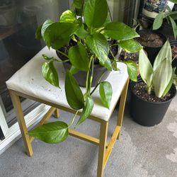 Fotos Plant