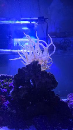 Healthy pink tip condylactis anemone