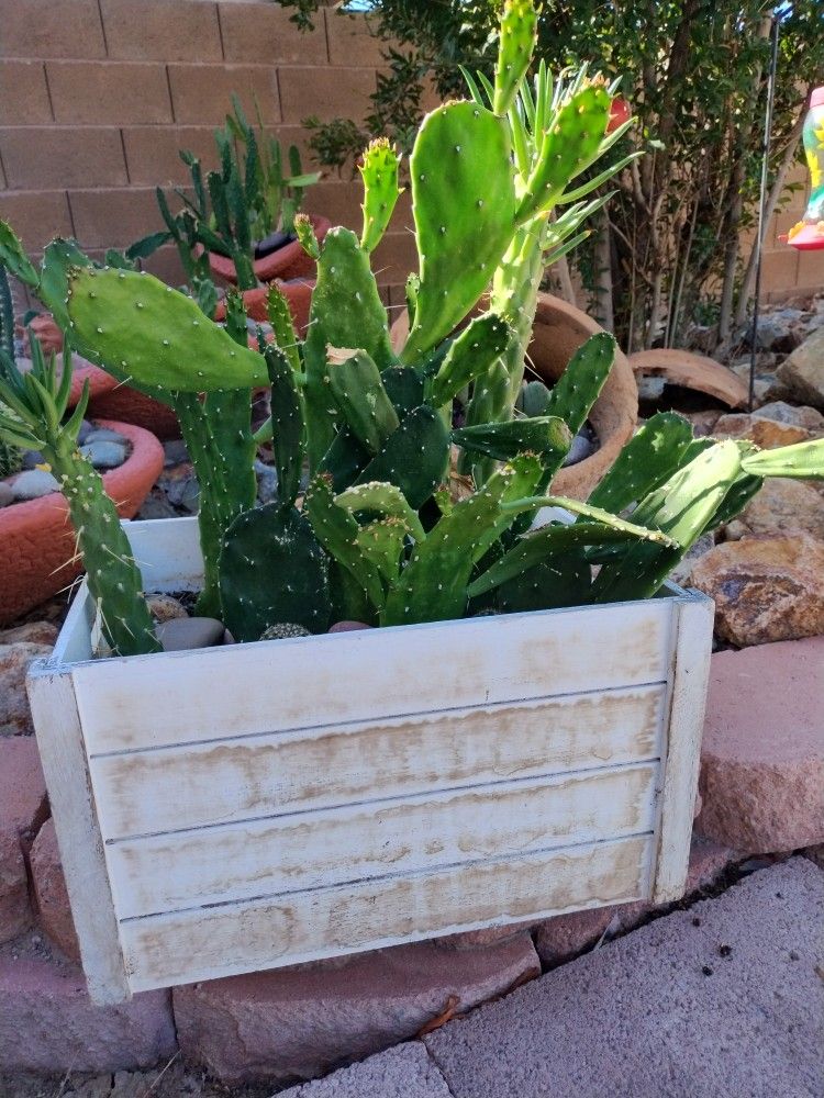 Live Cactus Potted Plant In Crate 
