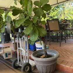 Fiddle Leaf Fig Tree