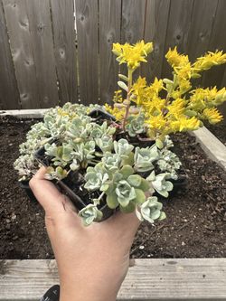 Native Plant: Broadleaf stonecrop 'Cape Blanco' - 3.5” Pot