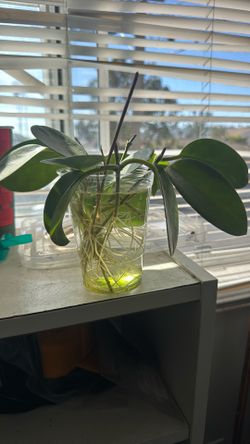 Rooted Hoya Australis Cuttings