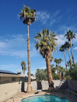 PALM TREES