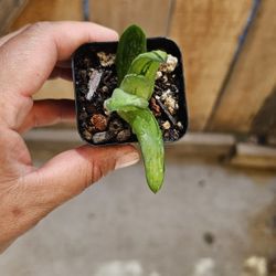 Gasteria Glauca X Green Ice