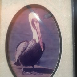 Vintage signed Barry gamow photography print pelican ocean bird harbor beach