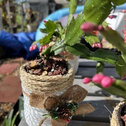 Christmas Cactus - Only 3 Left In Stock. All For 17$ 