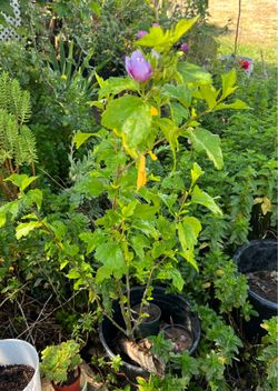 purple hibiscus