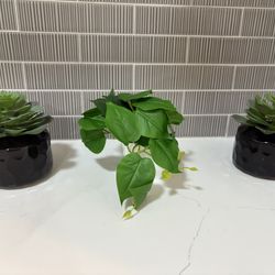 3 Decorative Kitchen/Bathroom/Bedroom Plants 
