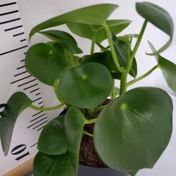 Peperomia Teardrop