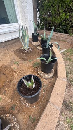 Agave Americana