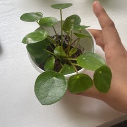Pup Pilea Peperomioides Plants 