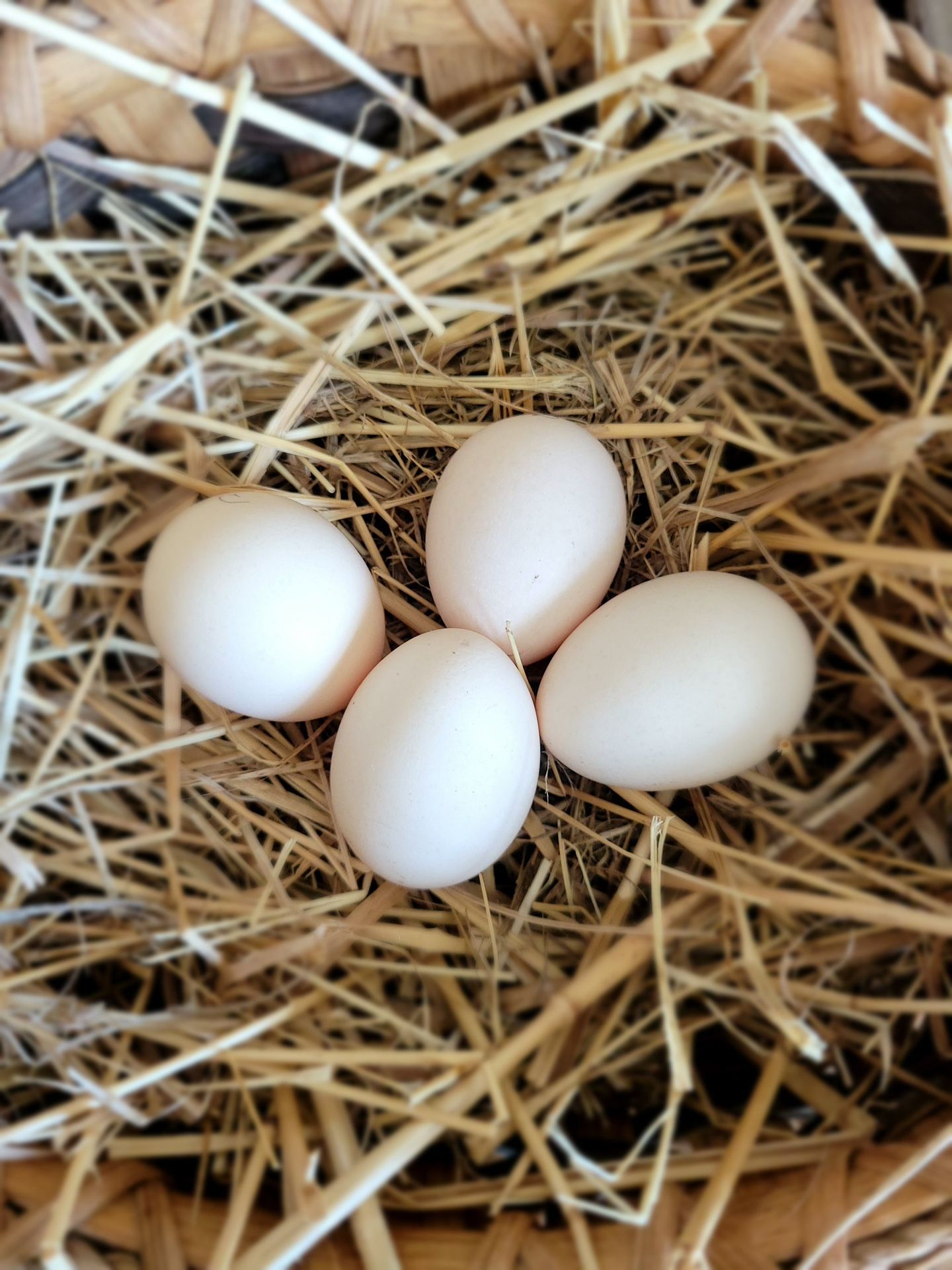 Silkie Chicken Hatching Eggs 
