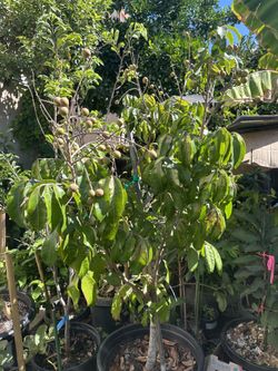 Thick Bushy Fruiting Healthy Longan Fruit Tree In 20 Gallon Pot About 7 Feet Tall