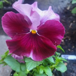 Beacon Rose Ruffled Bicolor Pansy Flower Plants! Perrennial Vareity! Several Colors Available! 2026 Plants Are Available!