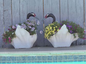 Elegant Concrete Black Necked Swan Set