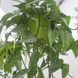 Xl Cebu Blue Pothos In a 6"pot 