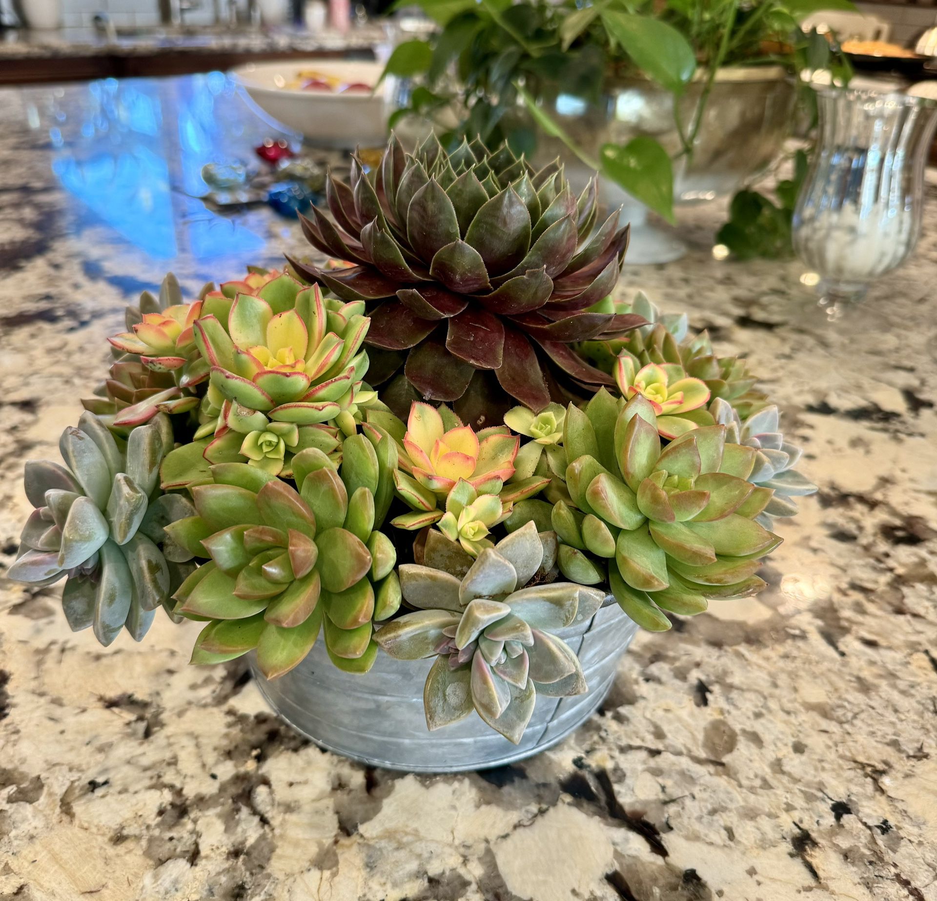Succulent Bouquet 