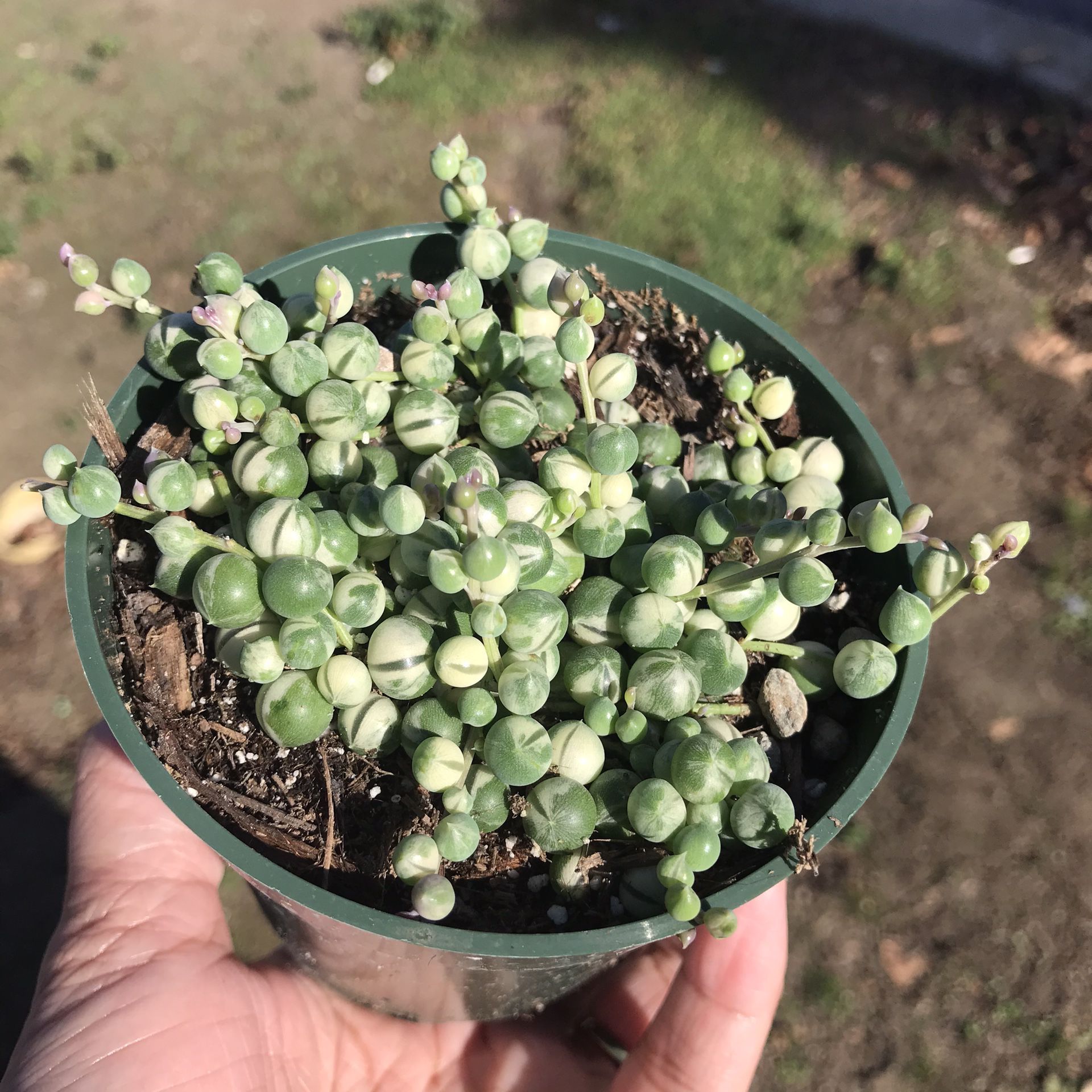 String Of Pearls Variegated