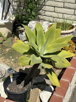Agave Plant