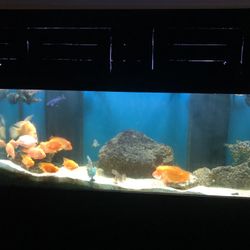 225 gallon fish tank with all attachments