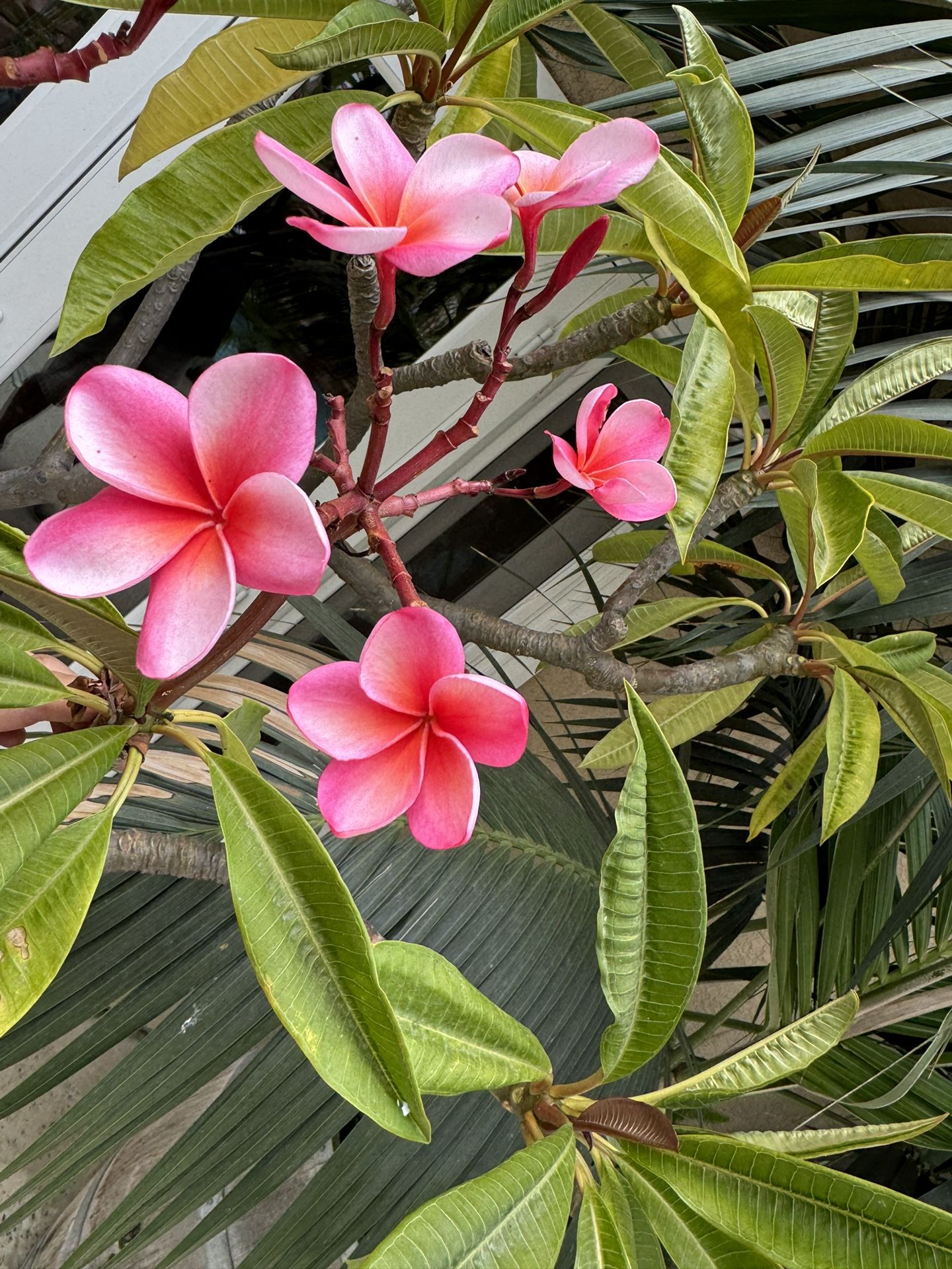 Plumeria