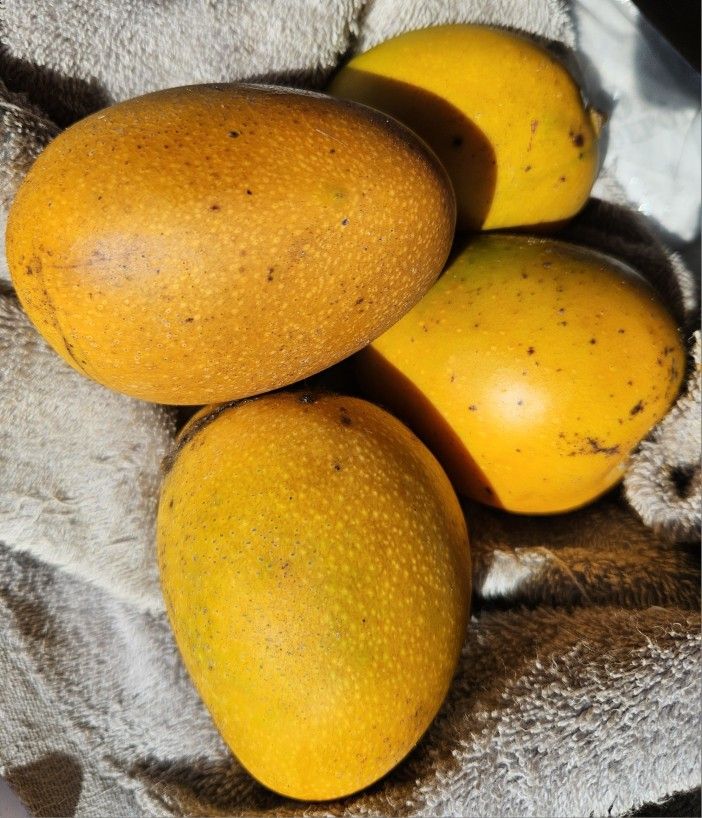 Organic Tree Ripened MANGOS, Phenomenal