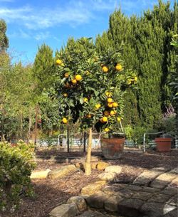 Lisbon lemon trees Árboles de limón amarillos Lisbon $40 each