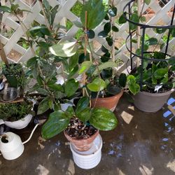 Mature HOYA SARAWAK Dinner Plate 