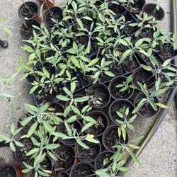Sage Plants