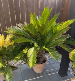 2 Sago Palms