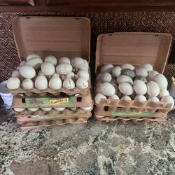 Organic Free Range Duck Eggs