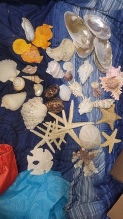 Awesome collection of various different seashells.